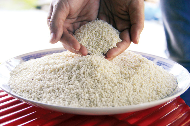 Hạt nếp đắng trắng ngần, tròn to dùng nấu bánh tét, bánh xoài xôi… Ảnh: Thanh Trần