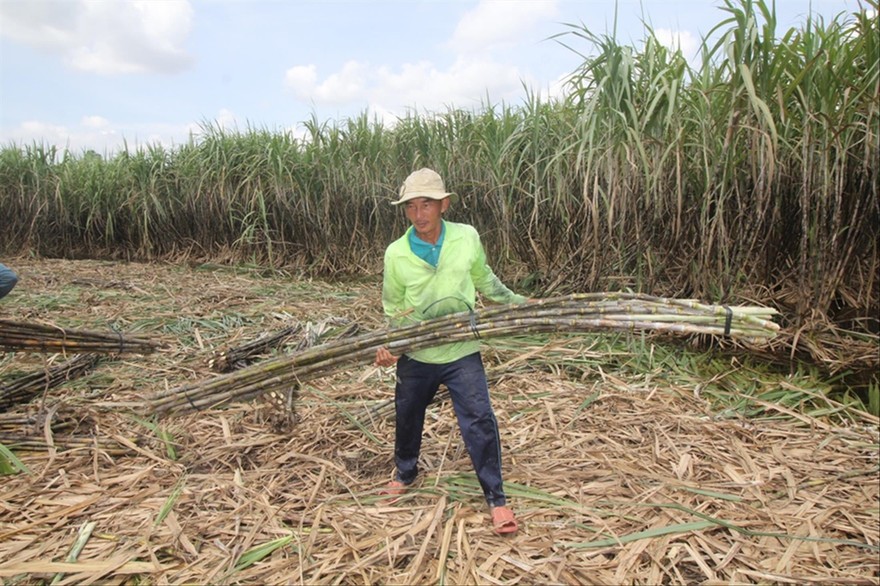 Người trồng mía Hậu Giang lại thêm vụ "mía đắng" Ảnh: C.K 