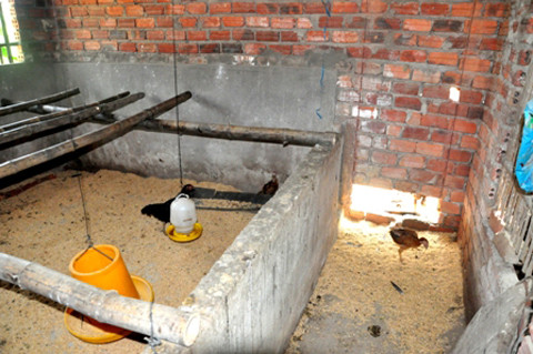 Chuồng gà nhà quan chức xã Quế An nuôi gà của dân đã đem bán, chỉ còn lại một số con để thịt.