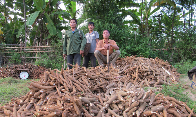 Xuất khẩu bế tắc, giá sắn trong nước có nơi bán một tạ mới mua được một bát phở. Ảnh: Bình Phương.