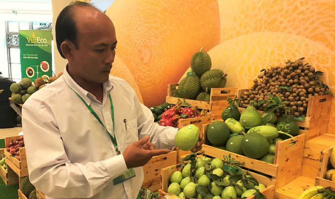 Ông Nguyễn Công Minh, Tổ trưởng tổ hợp tác Minh Thọ (xã Mỹ Hiệp, Cao Lãnh, Đồng Tháp) giới thiệu về mô hình trồng ổi liên kết với VinEco. Ảnh: Phạm Anh.