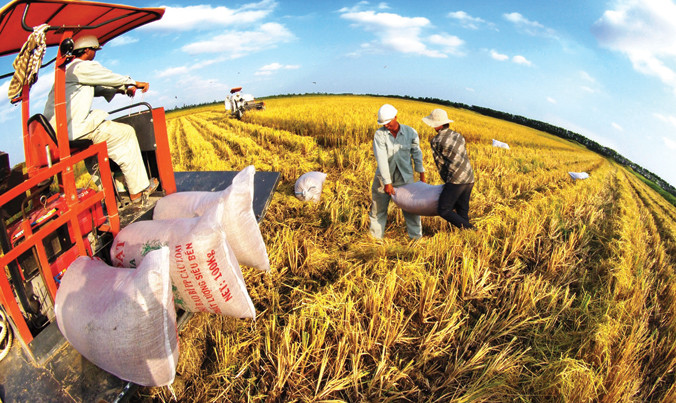 Thu hoạch lúa Hoa Sữa tại nông trại Viễn Phú Green Farm.