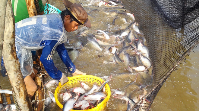 Các DN cho biết, cá tra nguyên liệu có thể bị thiếu hụt đến năm 2017. Ảnh: Phạm Anh.