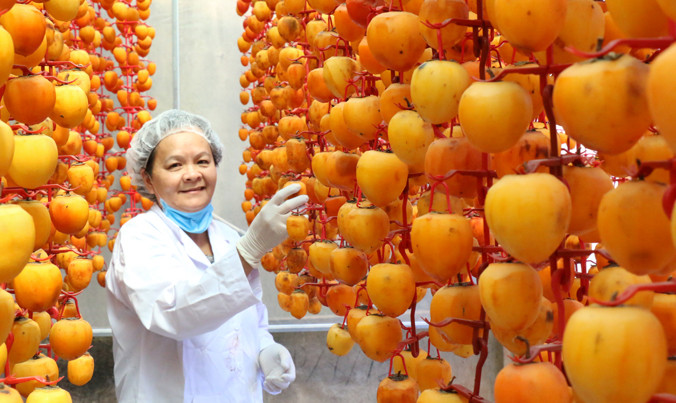 Người Đà Lạt sấy hồng theo công nghệ Nhật.