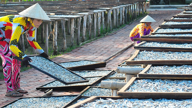 Phơi cá cơm để xuất sang thị trường Trung Quốc.