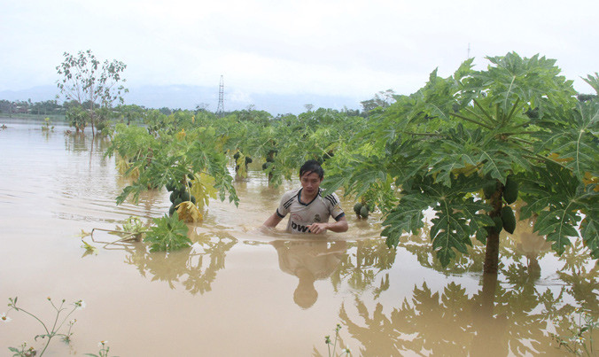 Người dân vùng rau chuyên canh Bàu Tròn mệt mỏi khi trải qua nhiều trận lũ gây thiệt hại nặng nề.