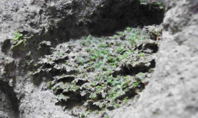 Dương xỉ hang động mọc ở điều kiện thiếu sáng, được xem là cực kỳ quý hiếm.