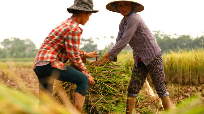 Nông dân Nam Định gặt lúa chạy bão.