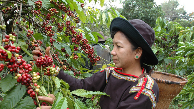 Cà phê cán mốc lịch sử khi đạt mức giá cao nhất trong vòng 5 năm lại đây. Ảnh. P.A.