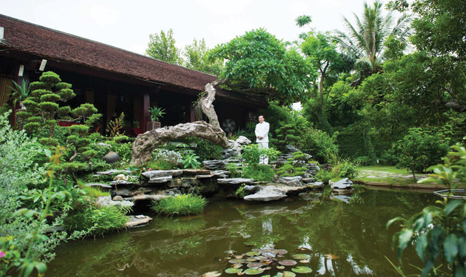 Cây đại dáng rồng trồng trong vườn nhà ông Sơn.