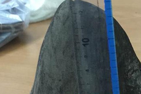 Tang vật nghi là sừng tê giác. Ảnh: An ninh Thủ đô