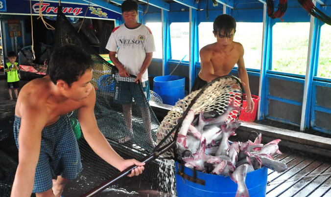 Công nhân đưa cá tra lên nhà máy. Ảnh: Hòa Hội.