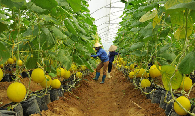 Mô hình sản xuất cây giống của anh Nguyễn Văn Đề.