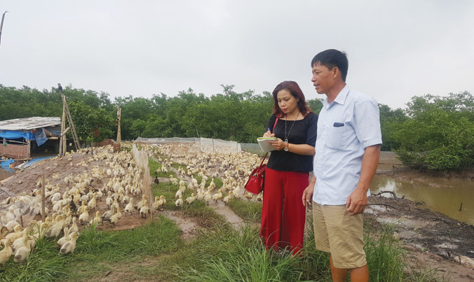 Ông Ðoàn Văn Vươn và đàn vịt 10 ngày tuổi (cùng tác giả).