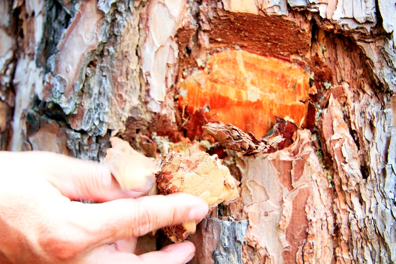 Dấu tích thông bị vạt vỏ, đục thân để đổ hóa chất vào.