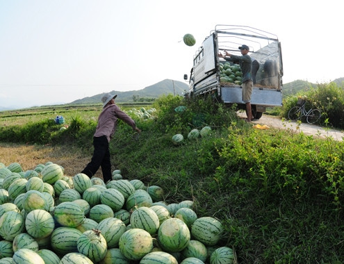 Cơ quan quản lý thừa nhận việc xử lý và định hướng cung cấp thông tin cho người nông dân vẫn là khâu yếu. Ảnh: Trí Tín/ VnExpress
