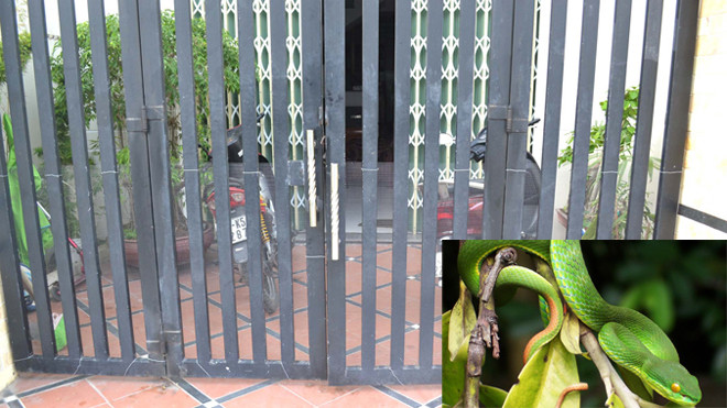 Người dân phường Phước Mỹ (Sơn Trà, Đà Nẵng) rải ớt, tỏi, sả và giăng lưới phòng rắn lục đuôi đỏ vào nhà (ảnh lớn); rắn lục đuôi đỏ có chiều dài tối đa khoảng 60 cm, nặng khoảng 300 gram (ảnh nhỏ). Ảnh: Nguyễn Thành - Wikipedia