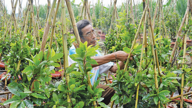 Ăn ngủ 'cùng mai Tết'