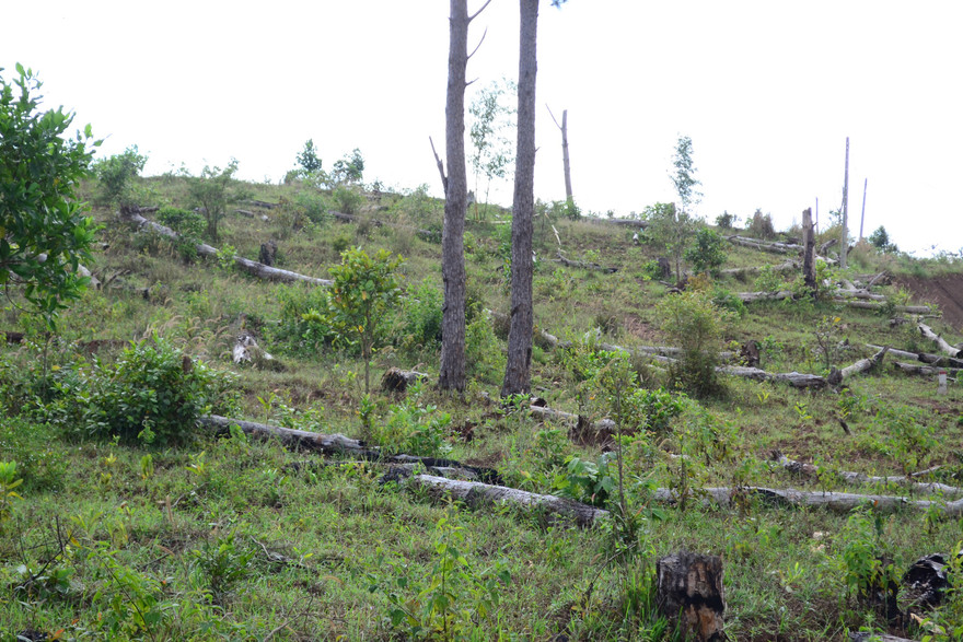 Bắt giam Đội phó Đội kiểm lâm nhận hối lộ 