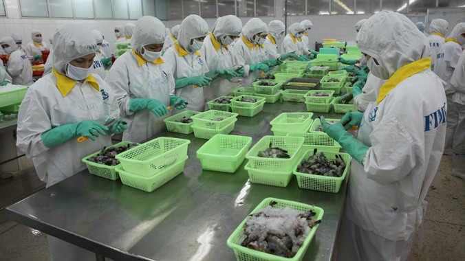 Xuất khẩu tôm đạt mức kỷ lục 4 tỷ USD. Ảnh: D.Khang