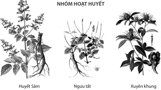 Điều trị thiếu máu não phải vừa hoạt huyết, vừa bổ khí huyết