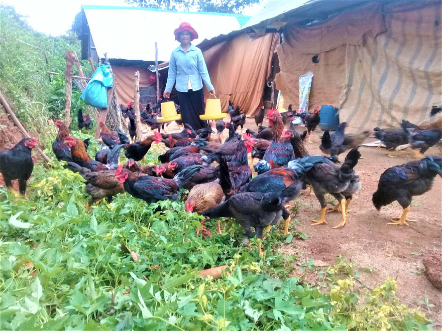 Chị H’Lan chăm sóc đàn gà