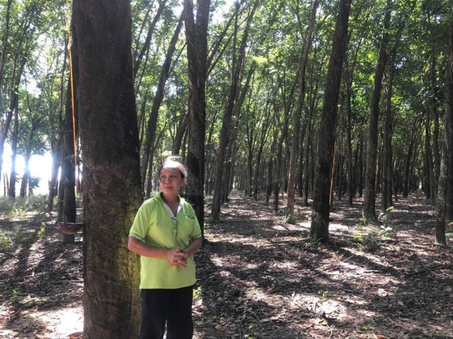 Người dân trồng cao su lo mất trắng khi bị chính quyền thu hồi đất 