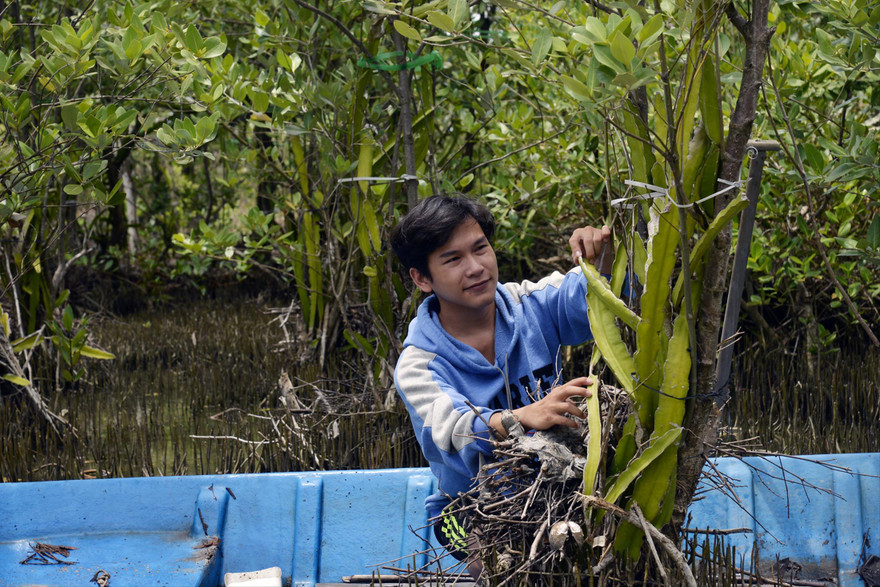 Mai Trúc Lâm đã thành công khi trồng thanh long ở vùng ngập mặn. Ảnh: U.P