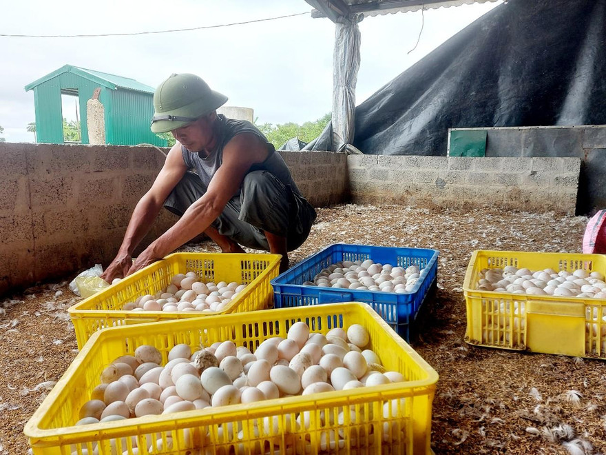Ông Trần Văn Dương thu nhặt trứng từ đàn vịt đẻ