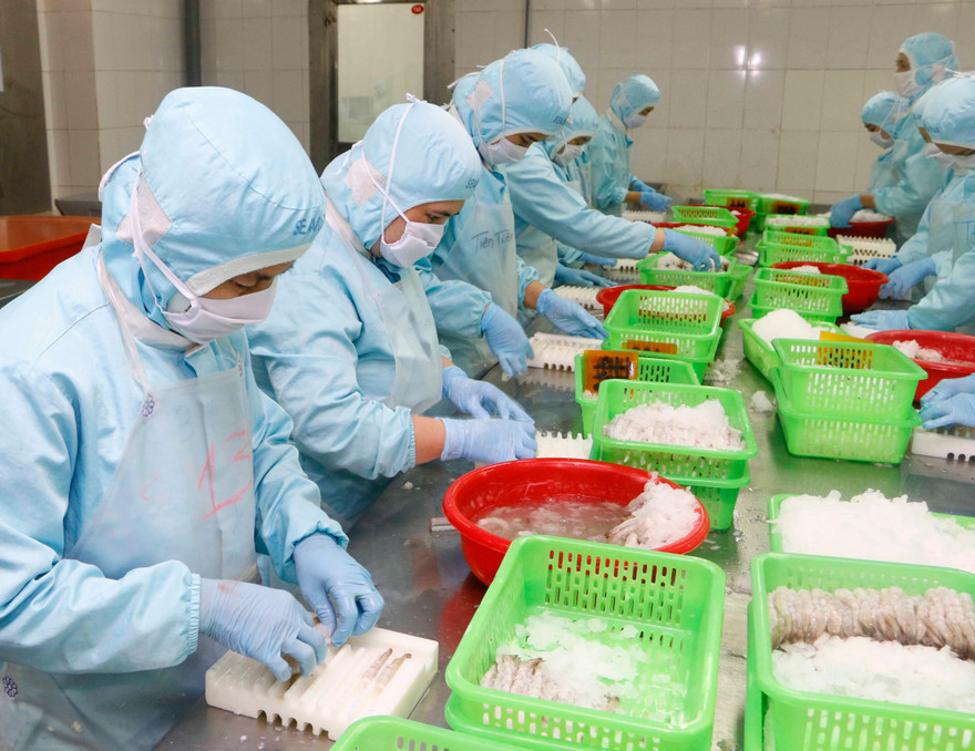 Chế biến thủy sản gặp khó khăn đã ảnh hưởng lớn đến xuất khẩu. Ảnh: Cảnh Kỳ 