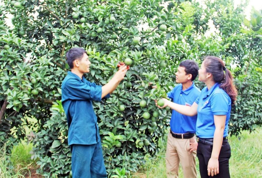 Anh Cao Duy Khôi - Bí thư Chi đoàn Minh Kính, xã Minh Hợp, huyện Quỳ Hợp, Nghệ An (trái) giới thiệu vườn cam cho cán bộ Huyện Đoàn