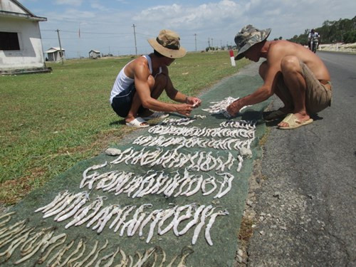 Săn lùng địa sâm bán cho thương lái Trung Quốc