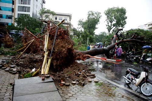 Cây xà cừ cổ thụ bật gốc sau trận dông lốc kinh hoàng chiều 13/6. Ảnh Hồng Vĩnh
