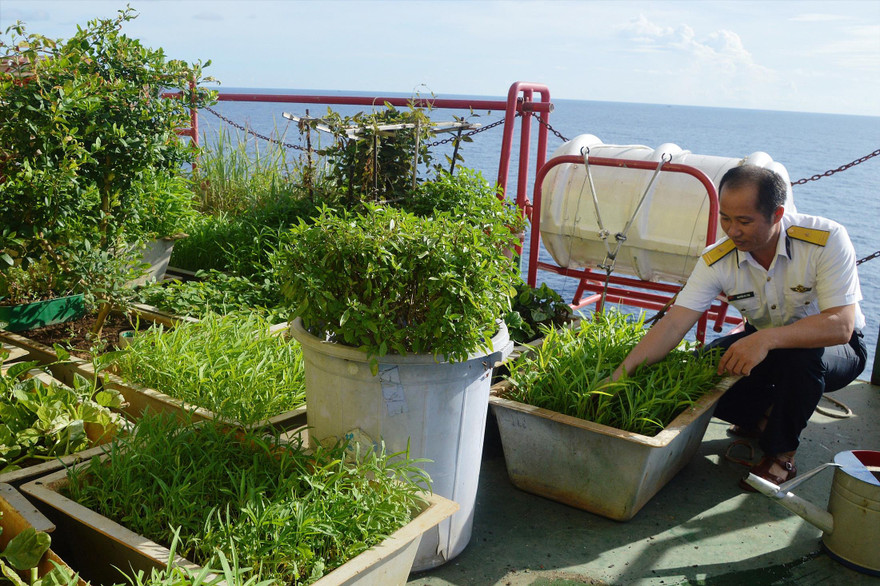 Thiếu tá Nguyễn Bá Tân đang chăm sóc vườn rau trên nóc nhà giàn DK1/15