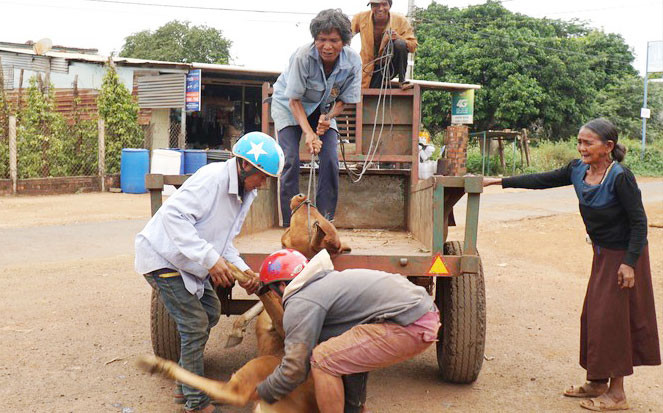 Bò giống do Cty Miền Núi cấp cho người dân