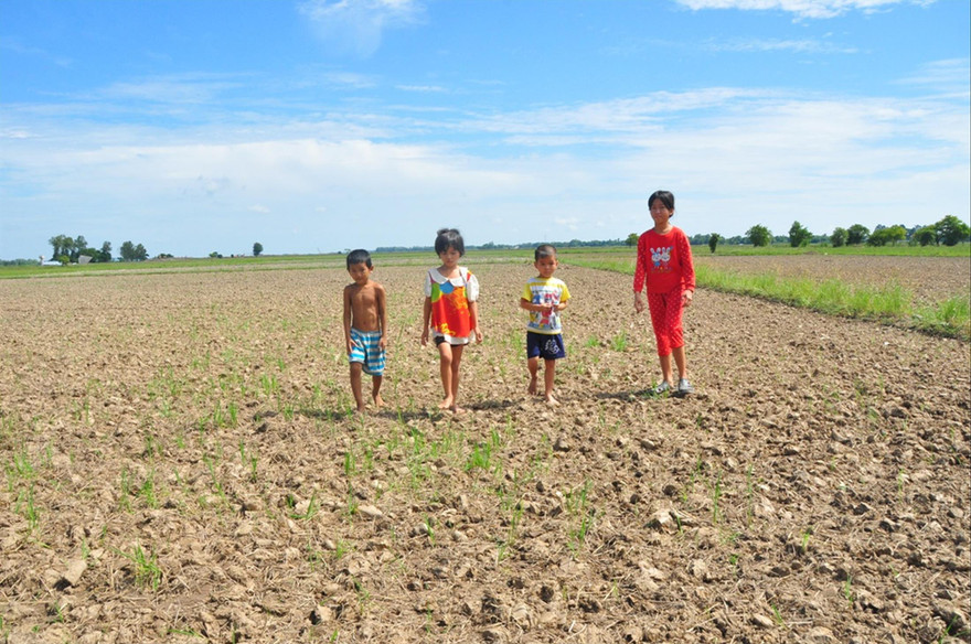 Đồng ruộng khô cằn