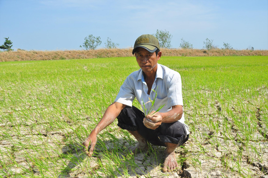 Ông Sơn Ngọc Thành (ở xã Tân Hưng, Long Phú, Sóc Trăng) ngồi giữa đồng nứt toác Ảnh: H.H