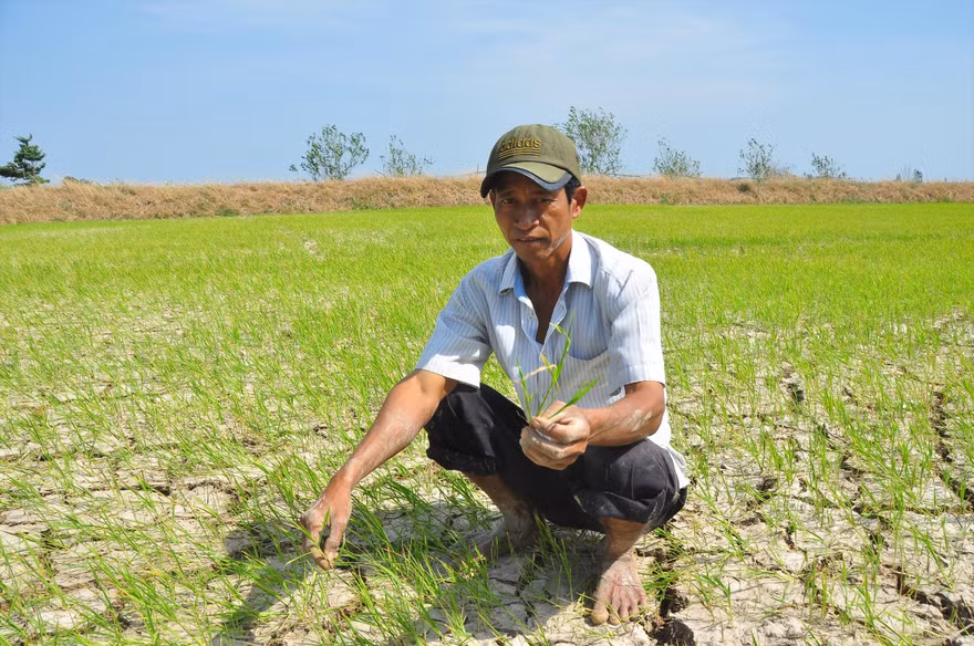 Ông Sơn Ngọc Thành (ở xã Tân Hưng, Long Phú, Sóc Trăng) ngồi giữa đồng nứt toác Ảnh: H.H