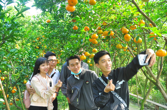 Các bạn trẻ háo hức chụp ảnh làng nghề quýt hồng ẢNH: HÒA HỘI