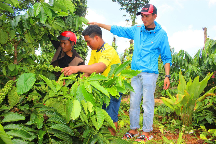 Nông dân cần hỗ trợ vốn tái canh cà phê 