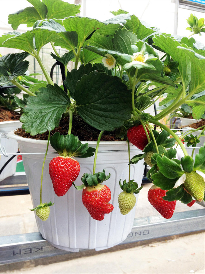 Rau, củ Ðà Lạt thành cây kiểng chơi Tết