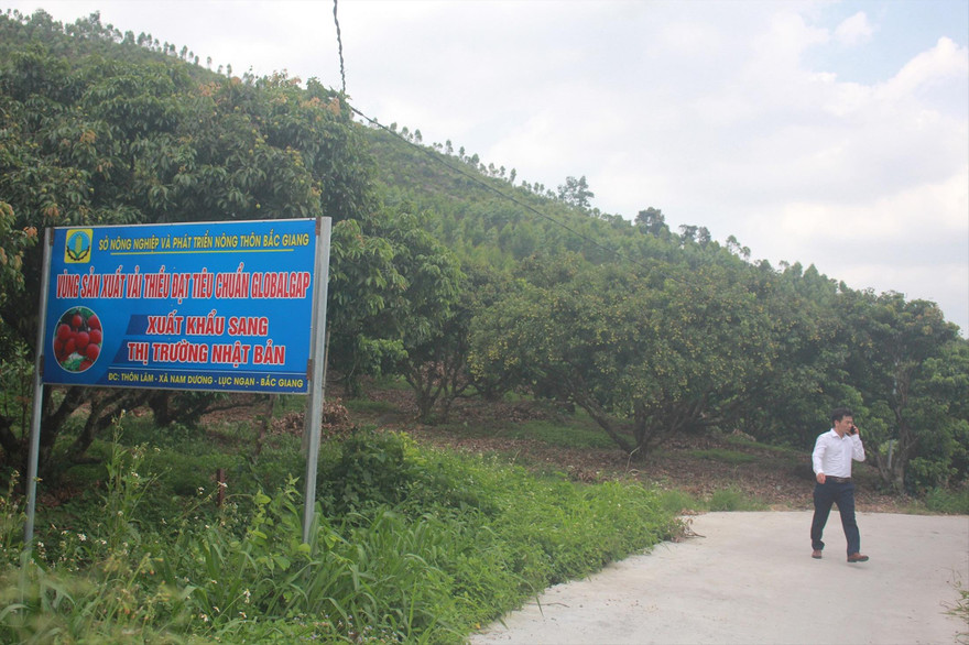 Khu vực cấp mã số vùng trồng vải thiều ở huyện Lục Ngạn, tỉnh Bắc Giang xuất khẩu sang Nhật Bản