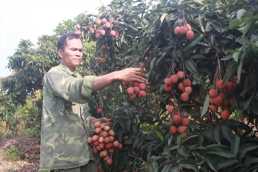 Anh Tạ Văn Mạnh thu hoạch vải sớm