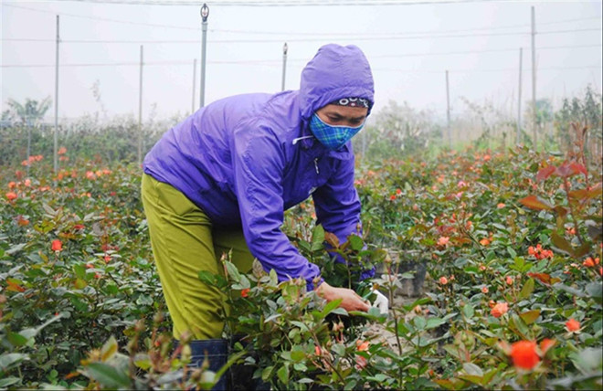 Hoa hồng tại các nhà vườn Mê Linh Ảnh: Kế Toại