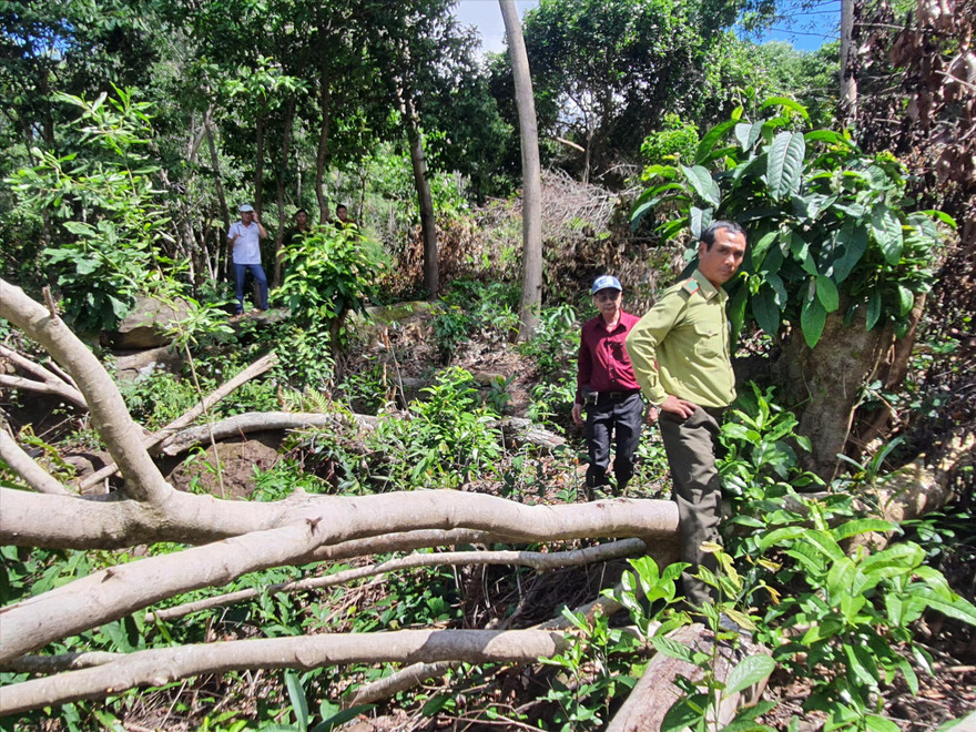 Một trong những sai phạm lớn nhất đó là buông lỏng quản lý, đặc biệt là quản lý đất rừng 