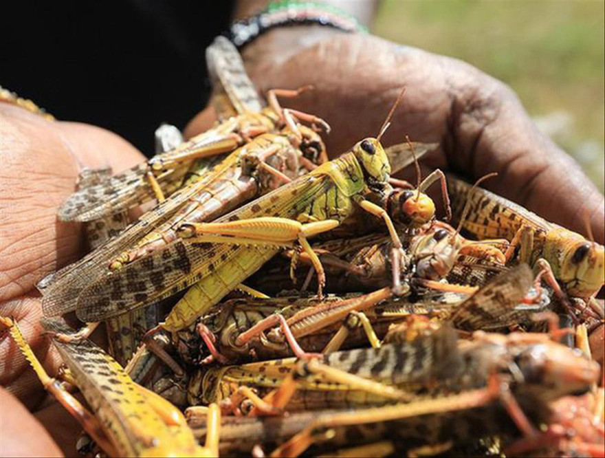 Châu chấu sa mạc trưởng thành có thể di chuyển trên 100 km trong một ngày