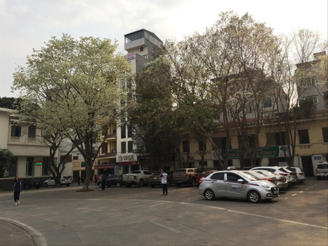 Có nên bán cây sưa 'hàng ngàn tỷ' trên đường phố?