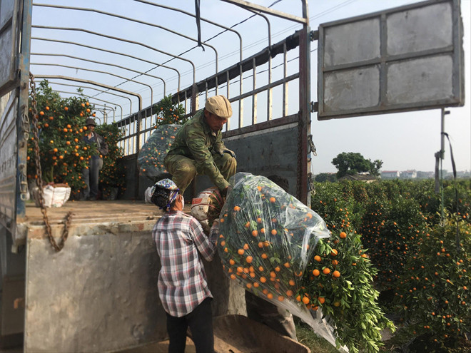 Quất Văn Giang được vận chuyển đi nhiều tỉnh, thành trên cả nước dịp Tết 2019 Ảnh: Trường Phong