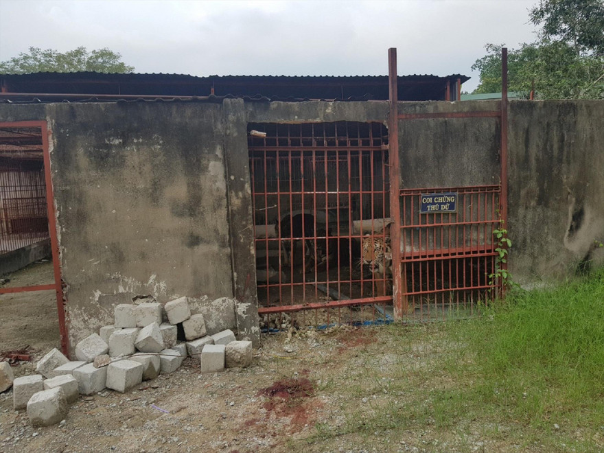 Chuồng hổ tại khu sinh thái Thanh Cảnh sơ sài