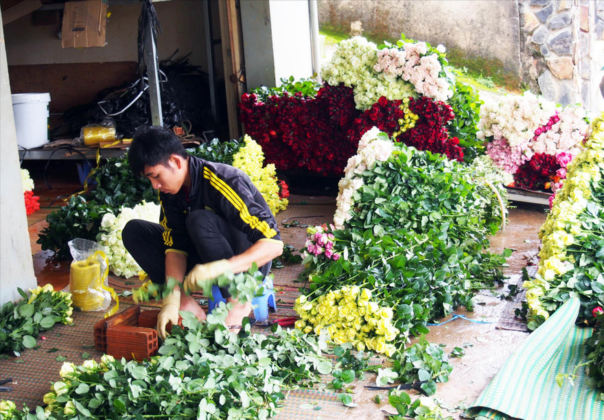 Hoa hồng Đà Lạt được sơ chế trước khi mang đi giao cho các đầu mối Ảnh: K.A